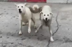 Жители пензенского микрорайона ГПЗ вновь жалуются на стаи агрессивных собак
