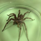 Огромный паук пришел на работу к жительнице Пензы