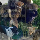 В Пензе стая собак напала на 5-летнего ребенка – соцсети