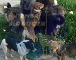 В Пензе стая собак напала на 5-летнего ребенка – соцсети