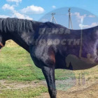 Украденных в Пензенском районе лошадей нашли на скотобойне