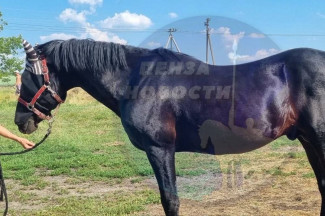 Украденных в Пензенском районе лошадей нашли на скотобойне