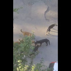 В Пензе бездомные псы загрызли кошку