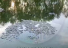 Пензенцы рассказали о гибели рыбы в реке в районе Маяка 