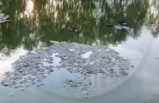 Пензенцы рассказали о гибели рыбы в реке в районе Маяка 