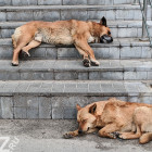 Работа над ошибками. Пензенские чиновники выделили миллион рублей на бездомных собак