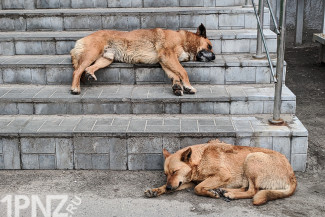 Работа над ошибками. Пензенские чиновники выделили миллион рублей на бездомных собак