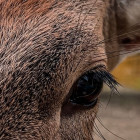 Под Пензой посетители экокомплекса до смерти закормили олененка
