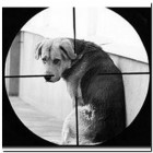 Пензенские догхантеры объявили массовую травлю собак
