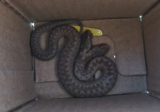 В Пензенской области обнаружили змею с двумя головами