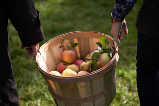 В Пензенской области на краже яблок попалась пожилая пара
